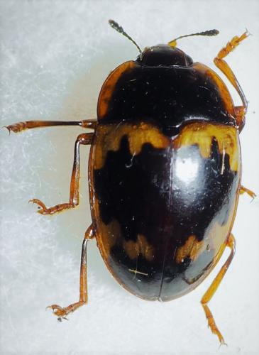 Réf. 243 855 : Iphiclus nitidulus